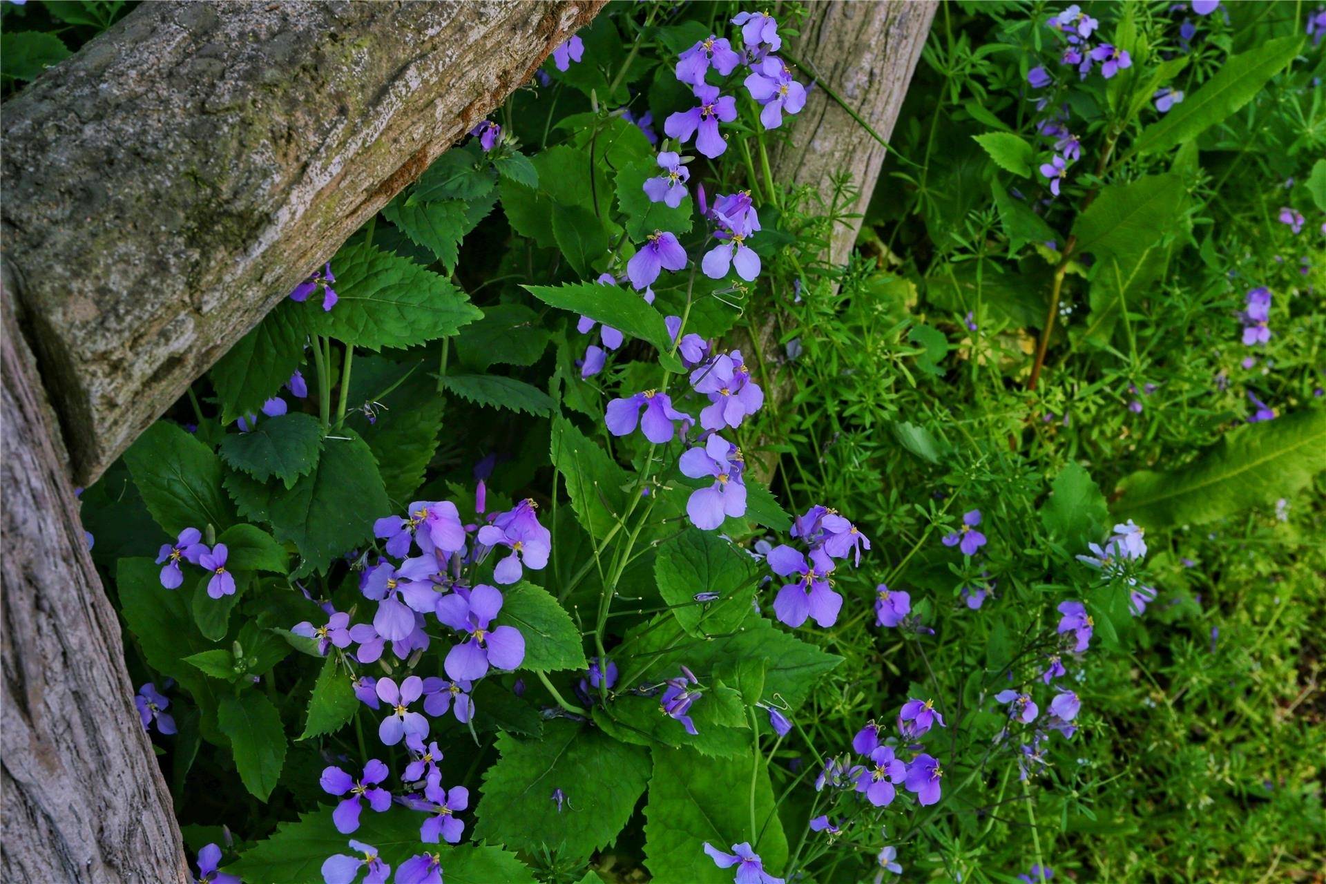 前不久,因为郁金香花海美"出圈"的燕尾洲公园蜕去了色彩斑斓的外衣
