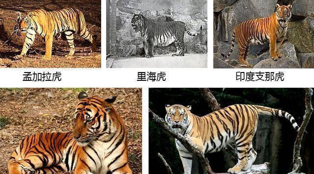 华南虎野外目击事件那么多,为何专家还说其灭绝了?问题出在哪?