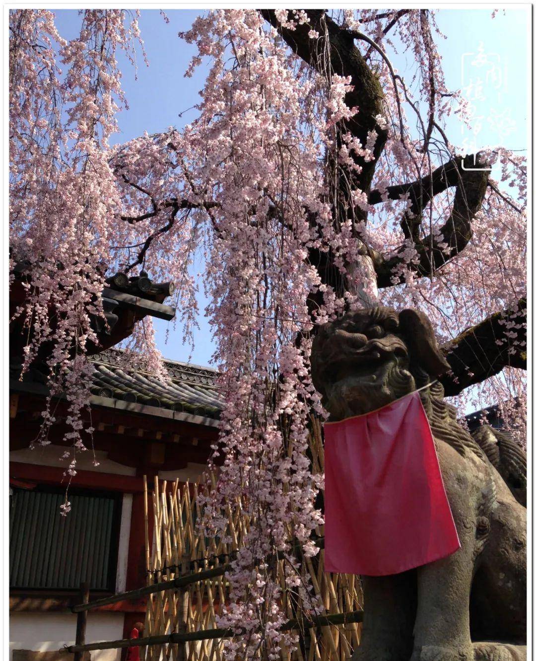 三月芳菲天,賞肉賞櫻花,花間一壺酒,酒酣心自開_世界_生活_百科