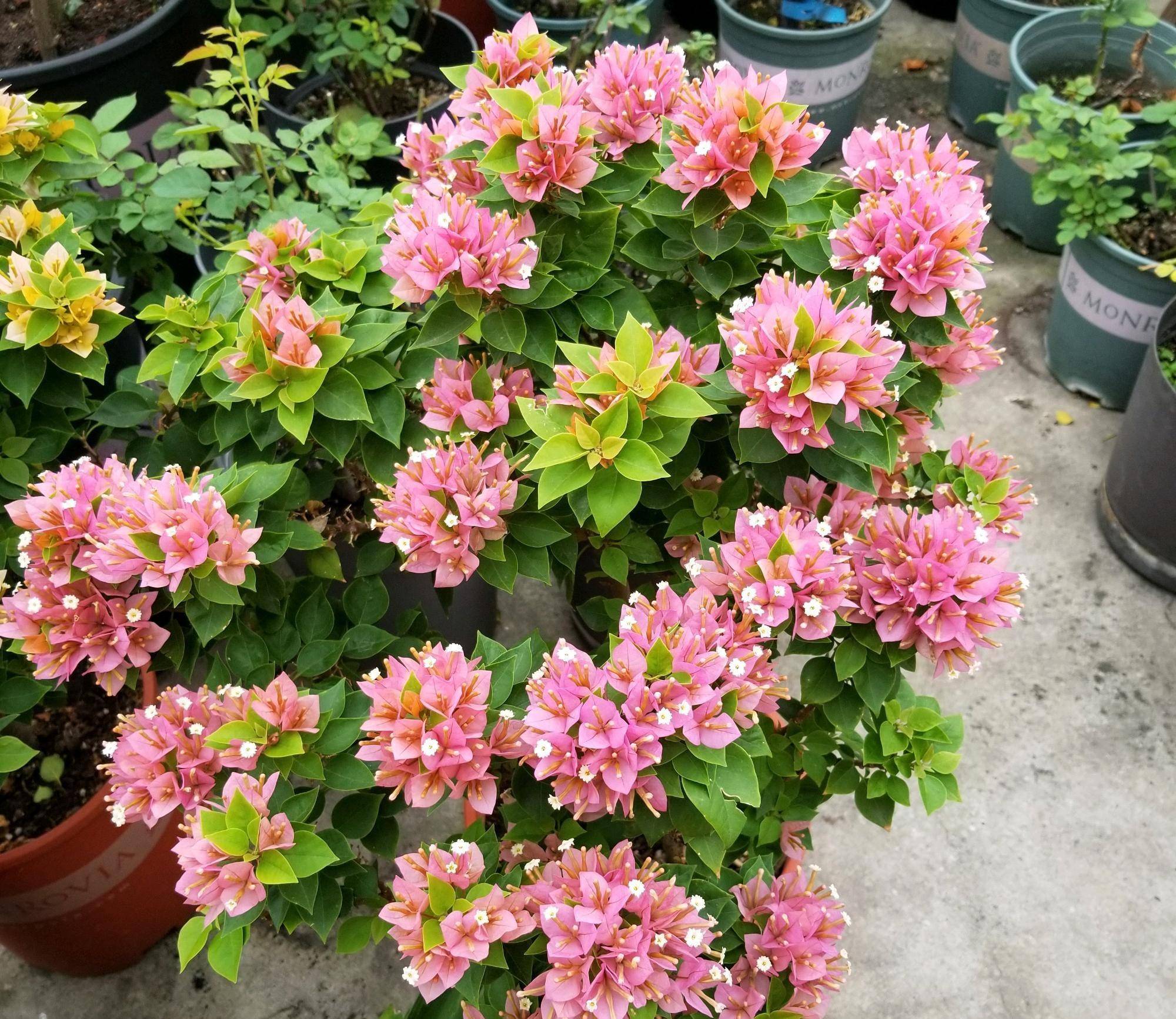 阳台养三角梅,可以选"塔橙",株型紧凑,花叶俱美,三季有花开_花友_地方
