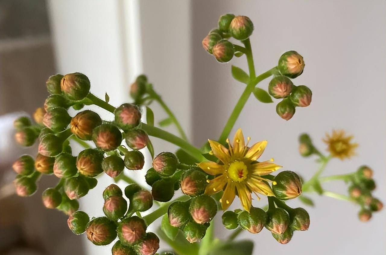 香味很浓的百合莉莉开花了,起初担心会枯伤,看到侧芽安心了很多_丽丽