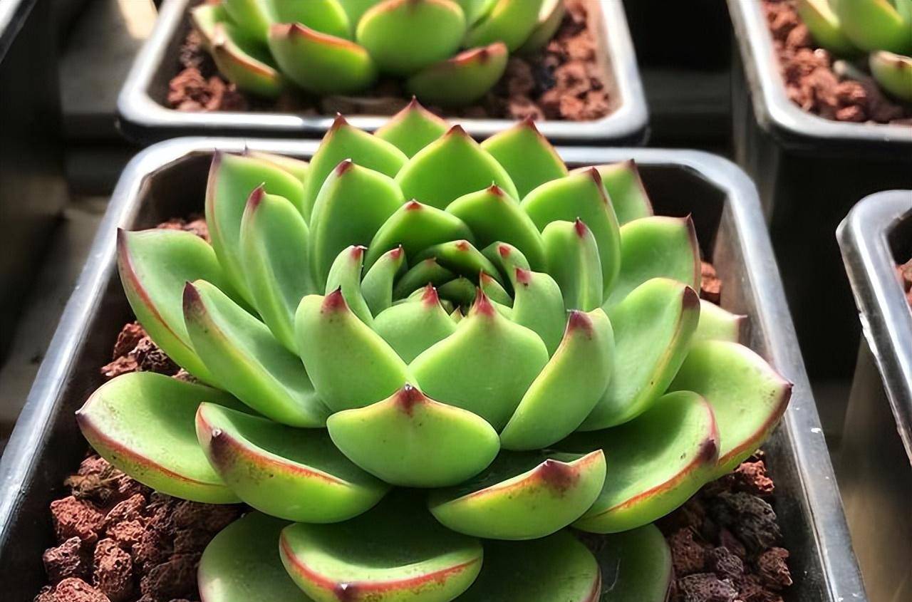 月亮石,室内阳台就能养出状态的莲座型多肉,南方花友可以放心养_养护