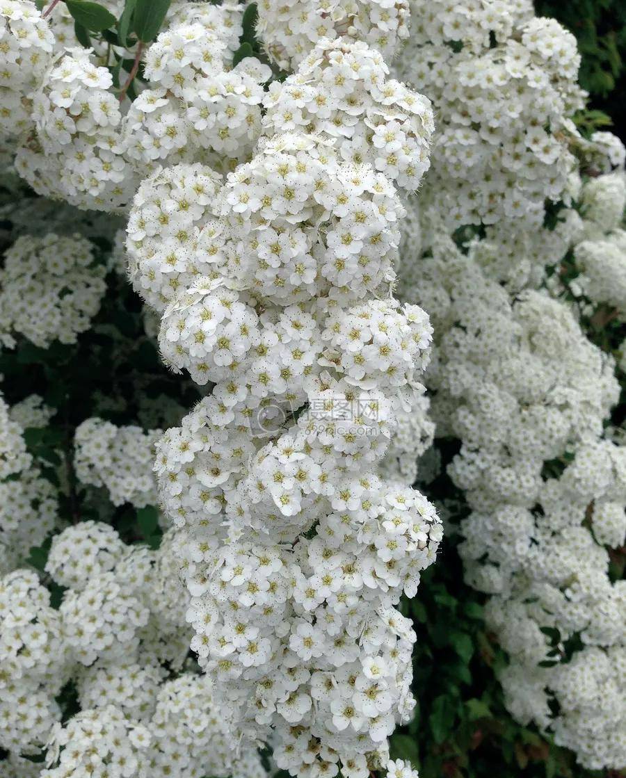 绣线菊,气质绝伦,爆花机器,泼辣好养_花朵_修剪_白色