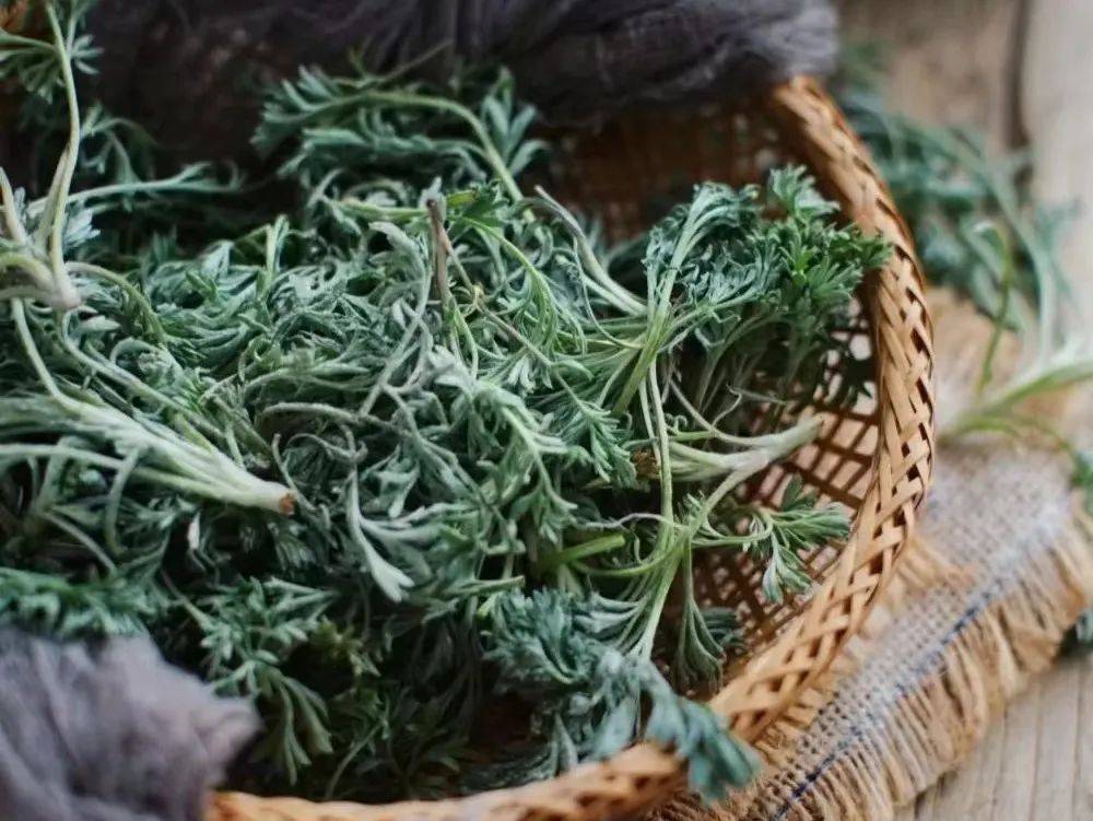 降低高血压,清肝明目,消炎镇痛的功效,菊花芽吃起来又脆嫩清香,菊花芽