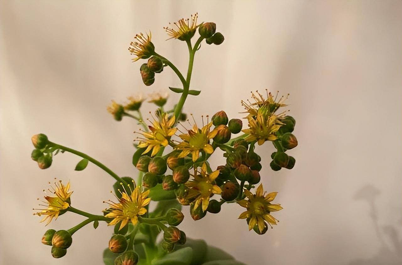 香味很浓的百合莉莉开花了,起初担心会枯伤,看到侧芽安心了很多_丽丽