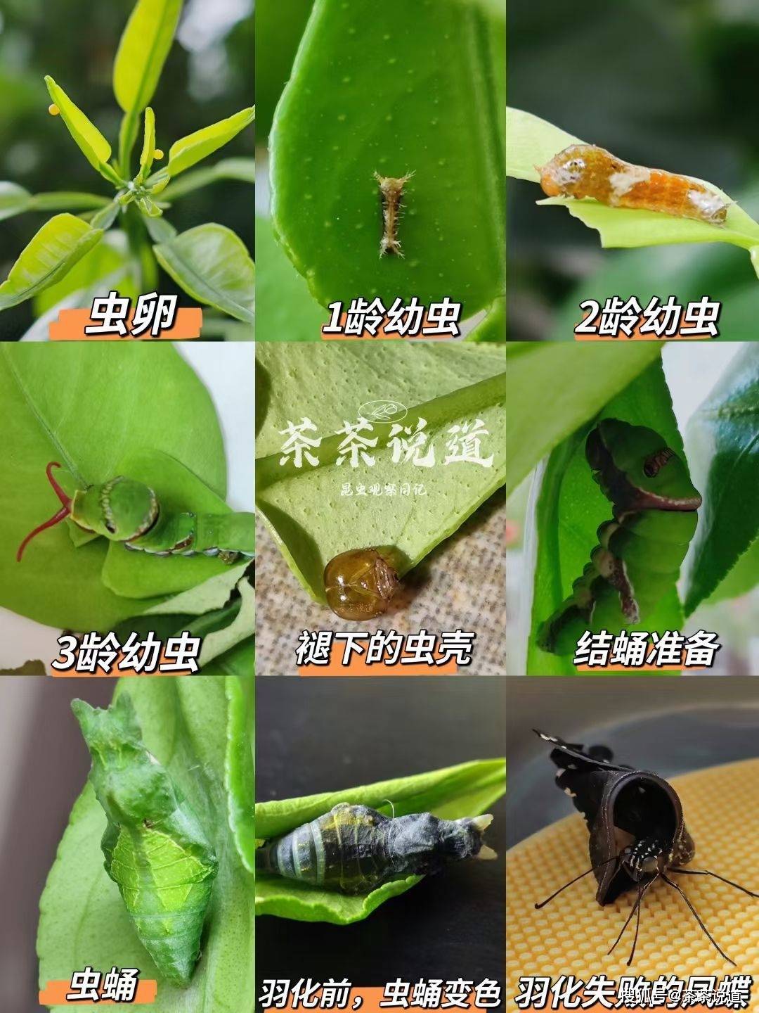 适合新手孩子在家养的虫虫，可以选择凤蝶幼虫，也可选择蜗牛_