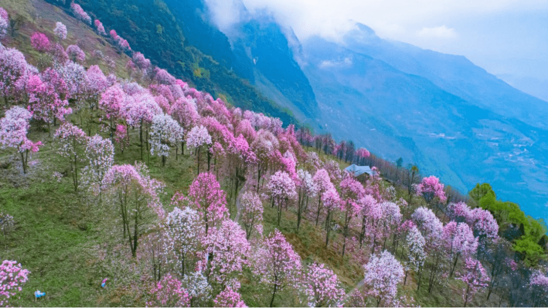 而九皇山花溪景和羌情園均海拔1000米以上,鮮少有行人踏足,因此也造就