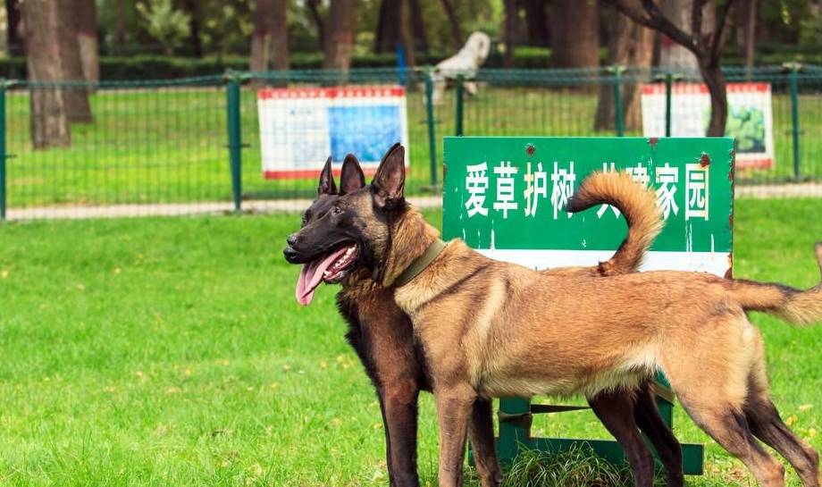 黄色,黑色,枣红和黑红,哪一种马犬最好?_训练_性格_欲望