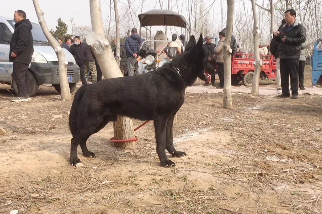 csv东德牧羊犬协会图片