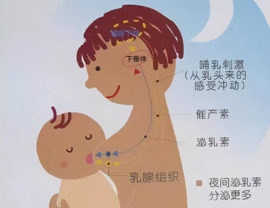 哺乳期总是漏奶怎么办?