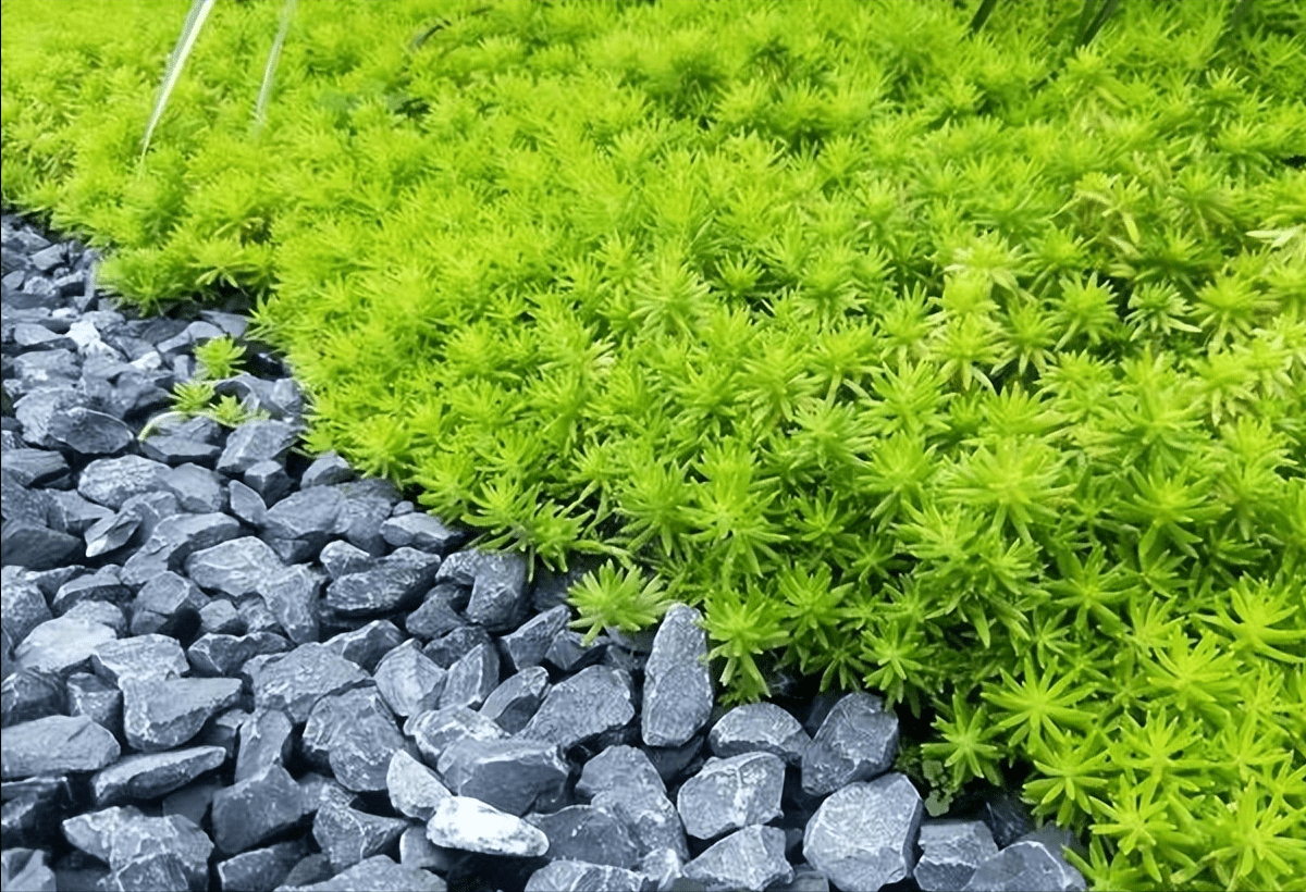 地被植物（地被植物有哪些树种） 第1张