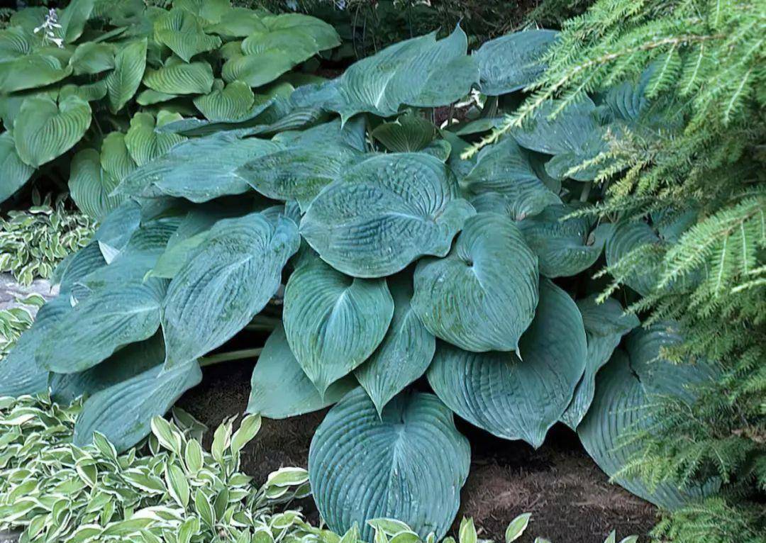 蓝天使是一款超大型玉簪,整体株型开敞直立.