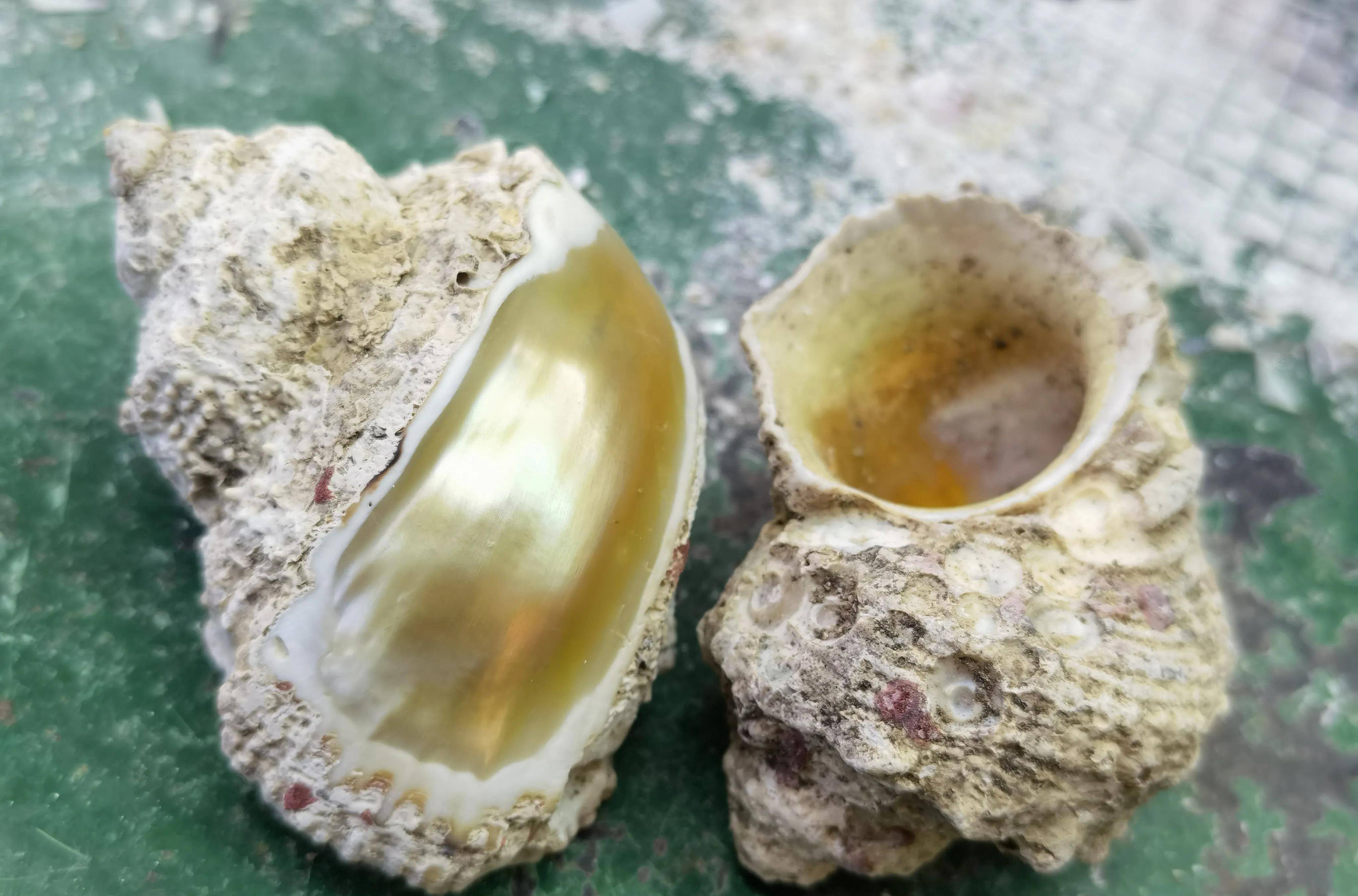 贝壳雕刻的牡丹花,你没见过的全新版本「原创」_贝雕_海南省_地方