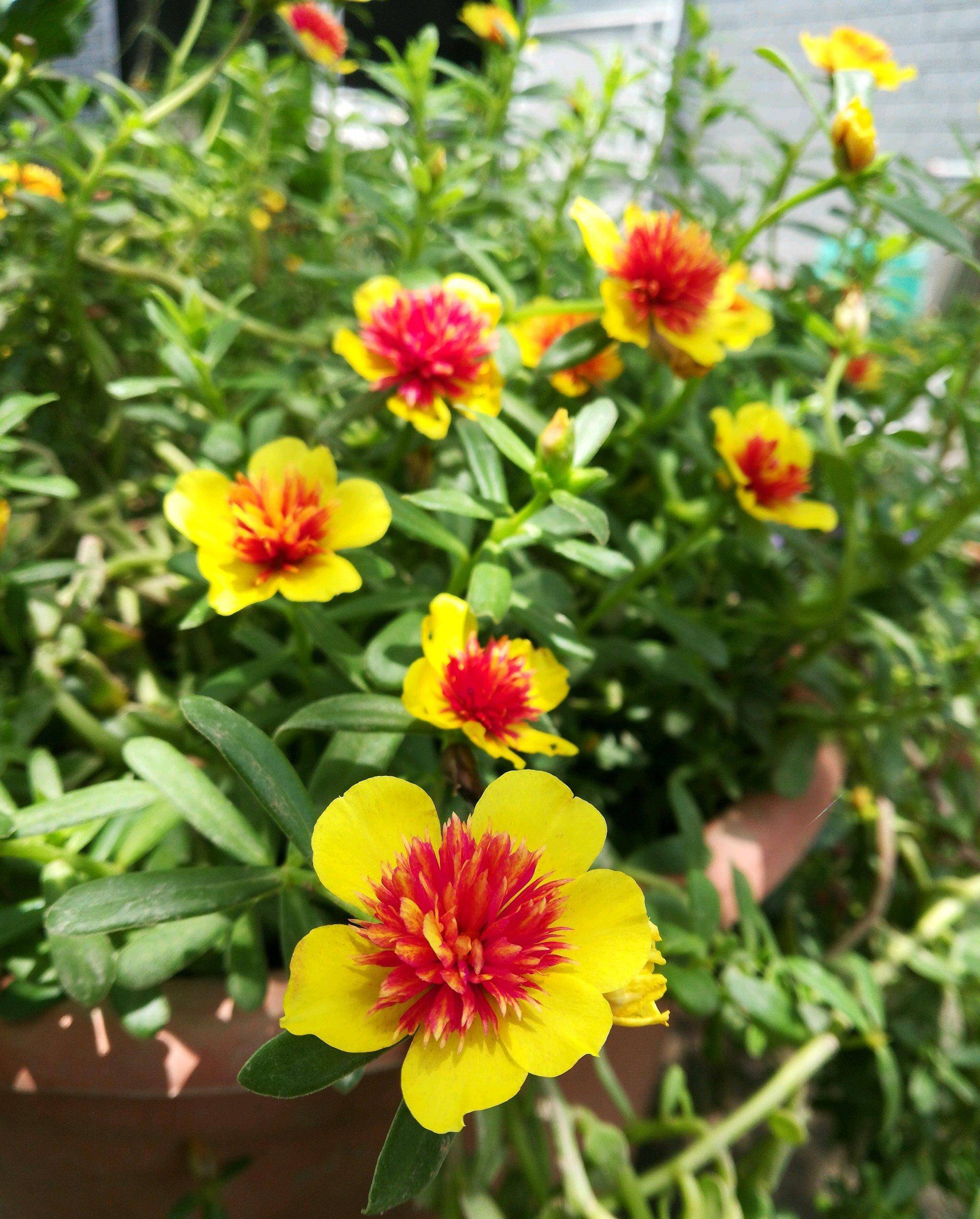 重楼太阳花,夏日的观花"主力",皮实强健,天气越热,花开越美_开花_植物