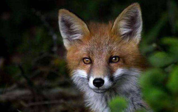 一个女子,不想却是妖狐,最后书生为妖狐断臂出家_屠成_狐狸精_符咒