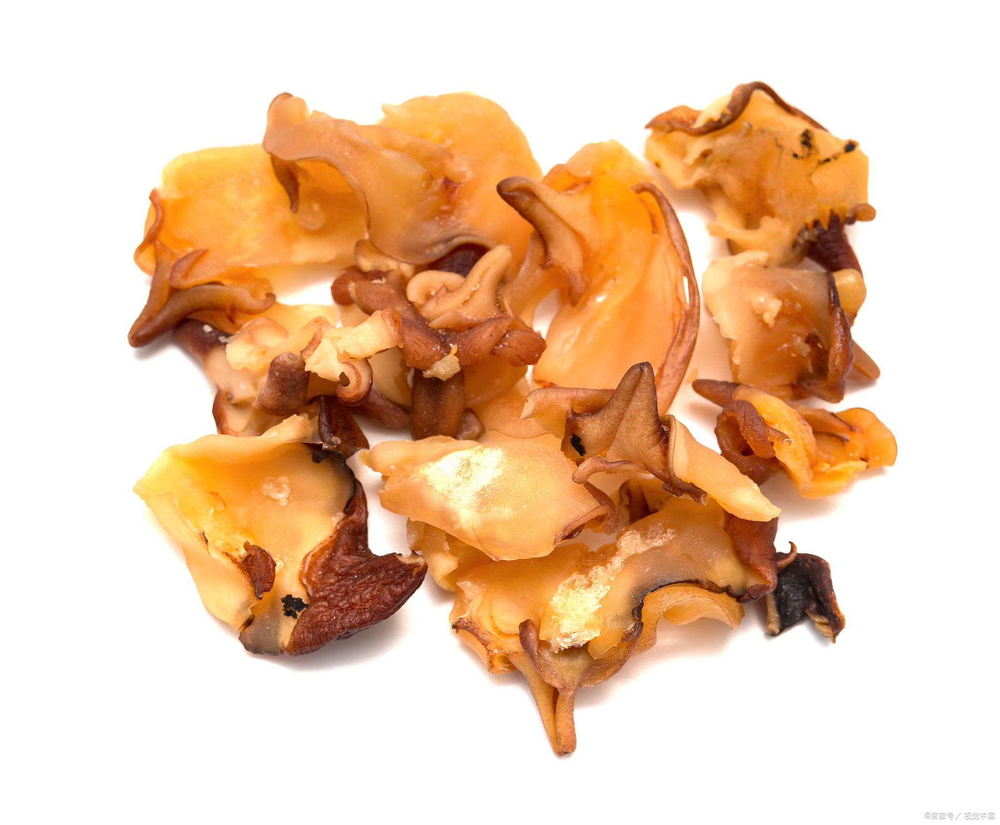 20+ 海螺着色页- 免费可打印PDF 和在线着色, image size:2048x1690