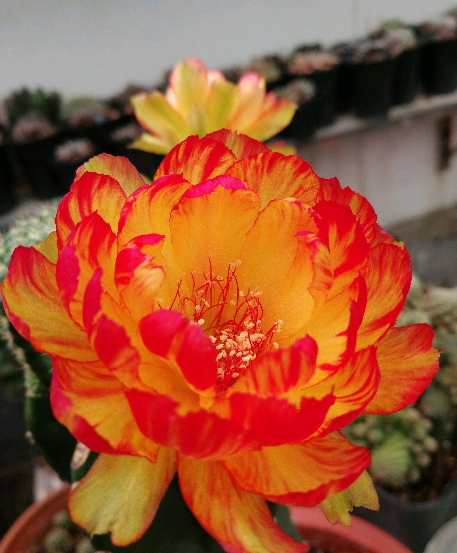 仙人球界的"贵族"—金荷花,好看也好养,开花勤奋,你值得拥有_黄金