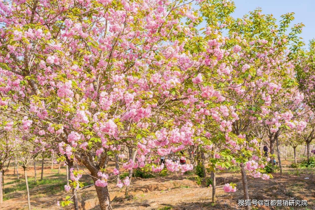 仁寿曲江樱花节是好久图片