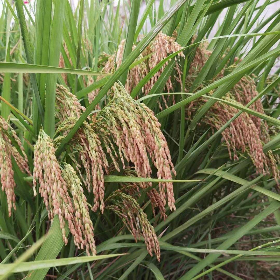 军育超3水稻品种简介图片