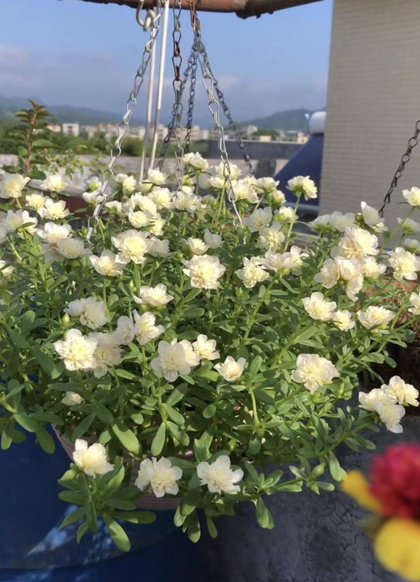 喜欢太阳花,就养"粉重楼",颜值高,好打理,花期长,值得拥有_植物_开花