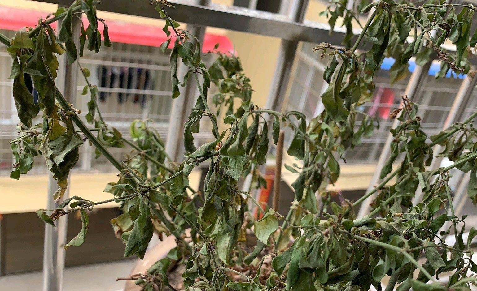 8种花像"大水桶",缺水就惨了,就像"晒干菜"_夏天_开花_情况