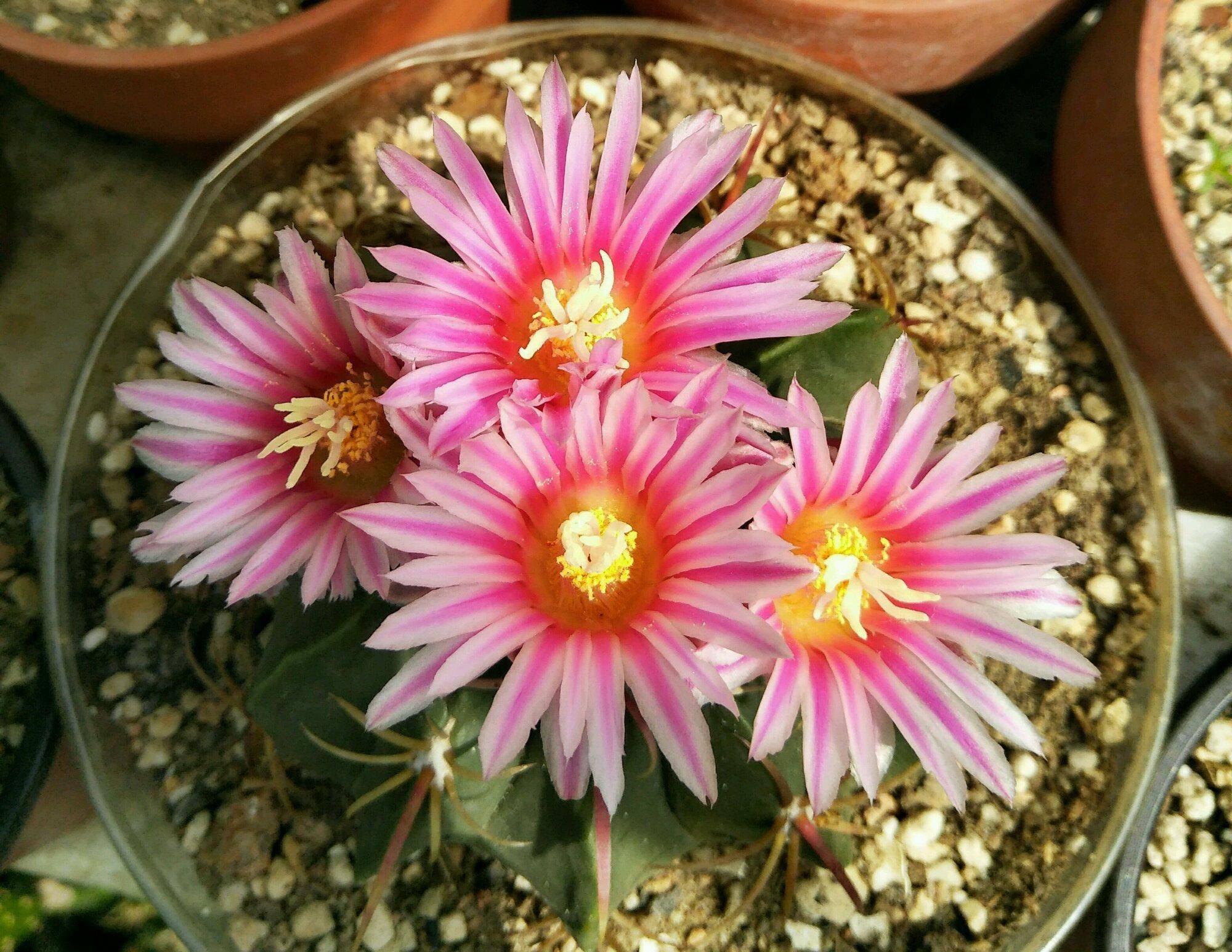 新手养仙人球,就选"赤城",皮实好养,球体漂亮,开花更美_花友_品种