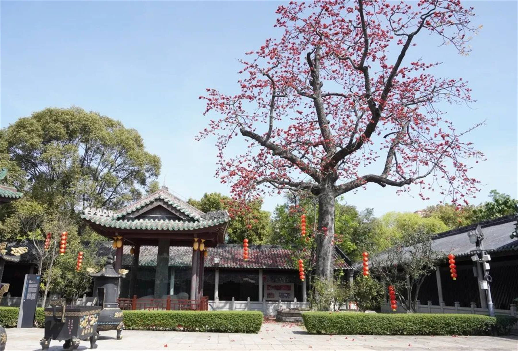 67千年古庙添秀色 百年红棉耀南天_木棉花_南海_神庙