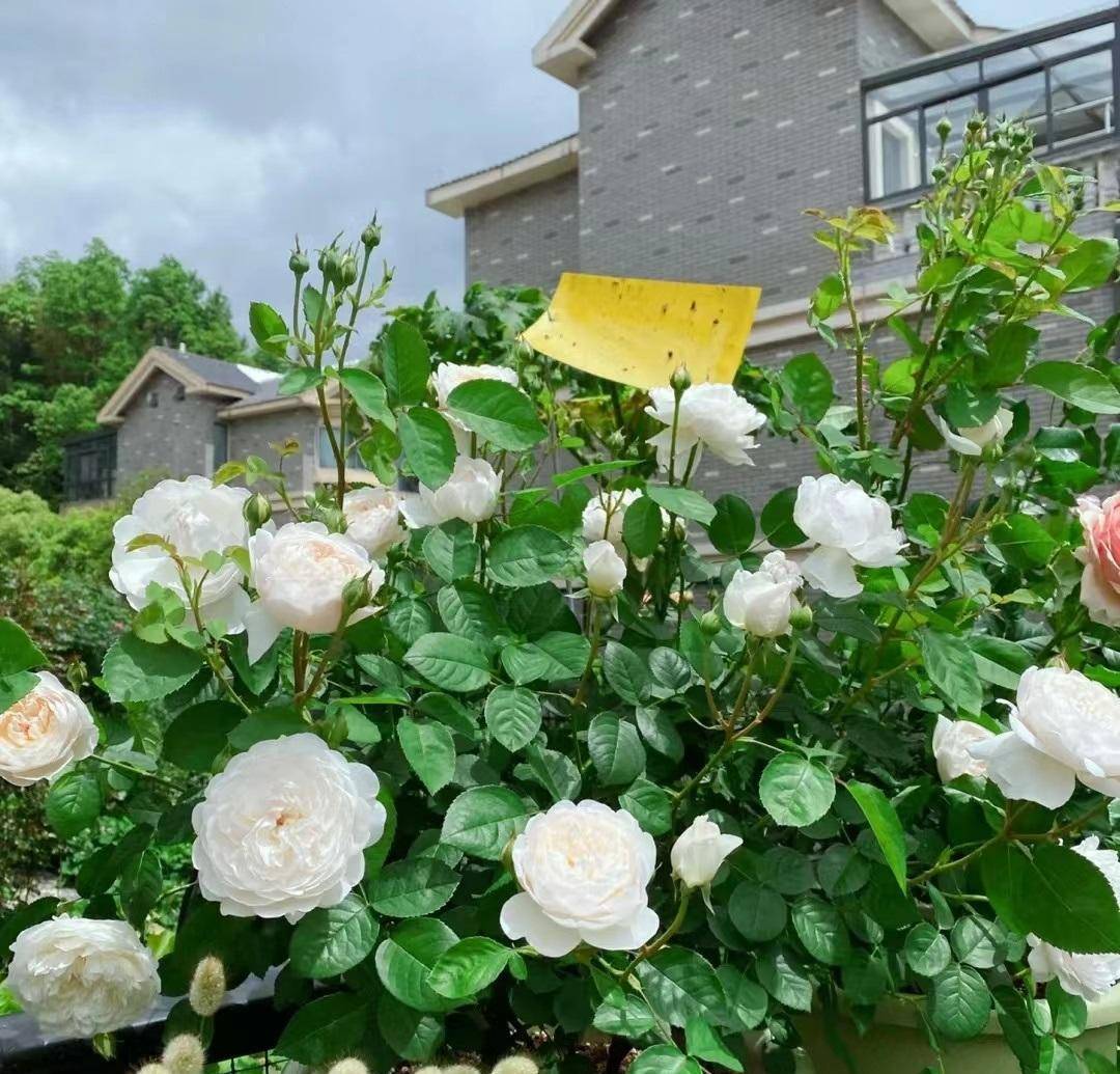 耐热月季花—格拉米斯城堡,夏天也爆花,清新美丽,你值得拥有_阳台