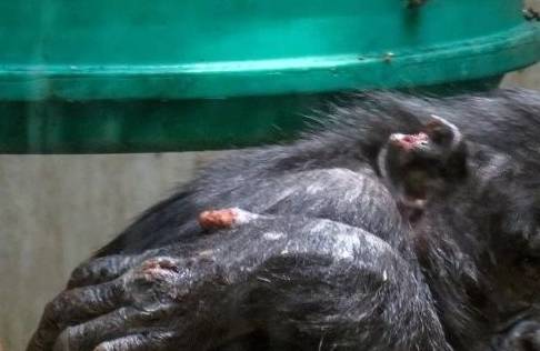 黑猩猩被亲妈弃养,遭同伴霸凌,耳朵被咬掉 黑猩猩被亲妈弃养,遭同伴霸凌,耳朵被咬掉