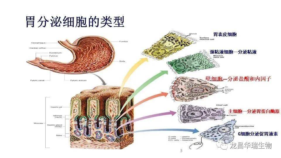 首先,所谓的胃上皮细胞和泌酸细胞是一回事吗?当然不是.