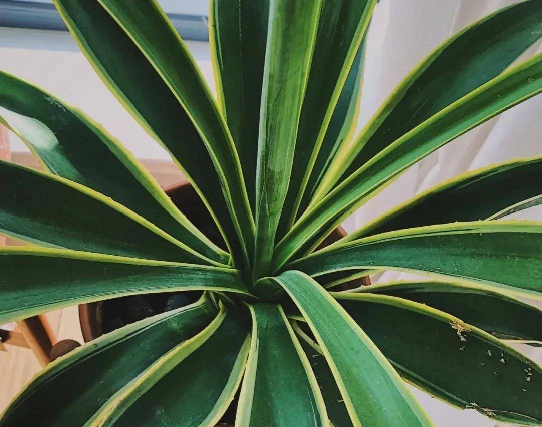 金边龙舌兰怎么养才活得好?5个方法教你"新手养花"_种植_庭院_地方