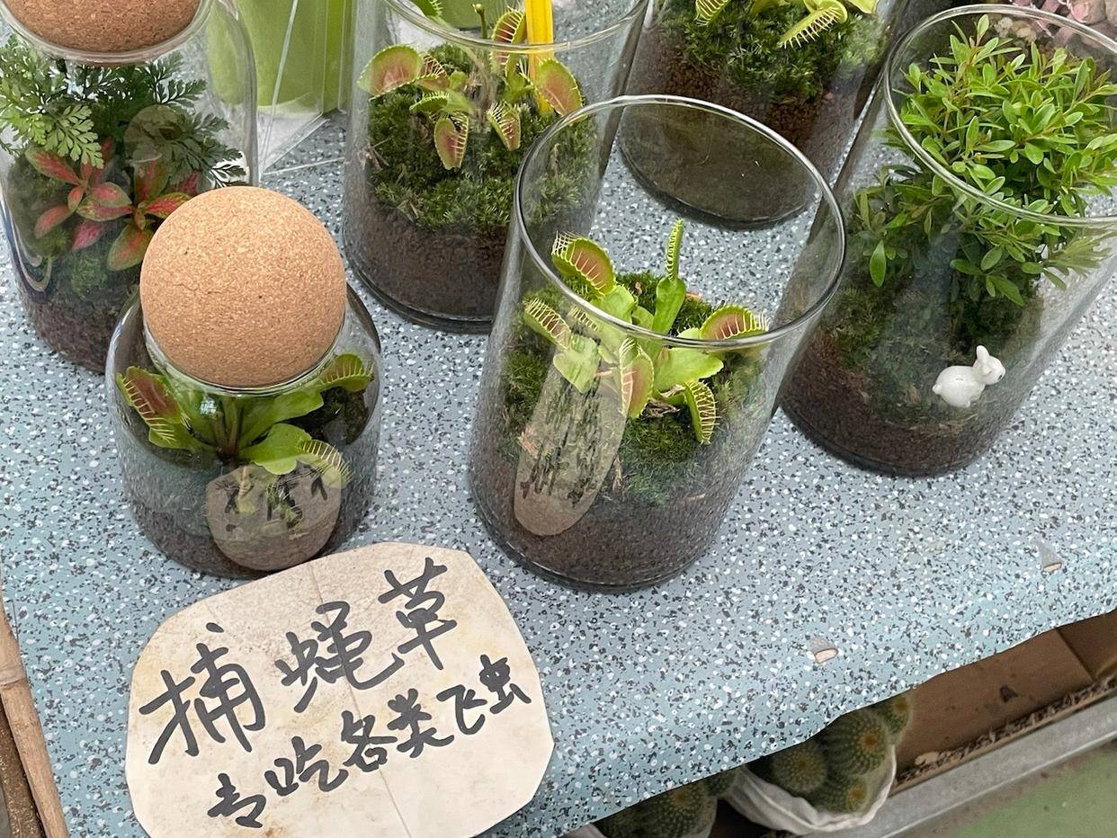 有趣的植物资料（有趣的植物有哪些介绍一下） 第9张