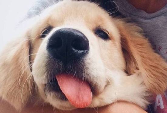 狗界中的5种"心机狗",谁养谁心累_主人_狗狗_金毛