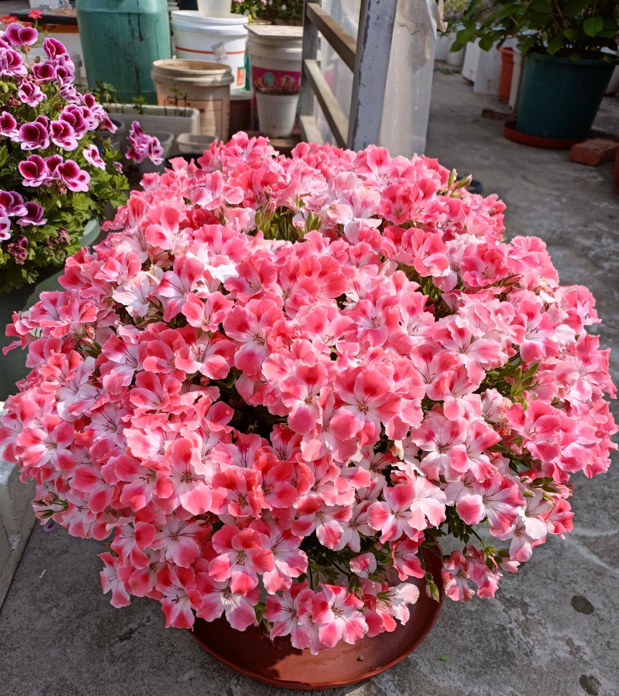 有种天竺葵叫"糖果粉云",又美又仙,花量超多,新手养也能爆盆_阳台