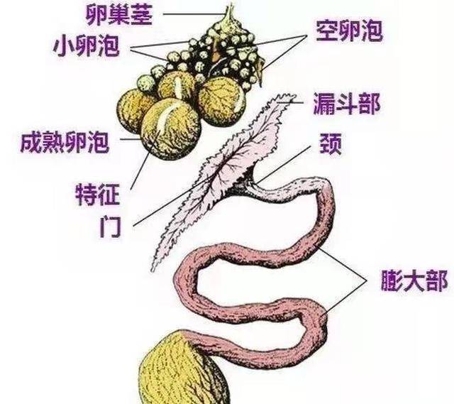 母鸡蛋道位置结构图图片