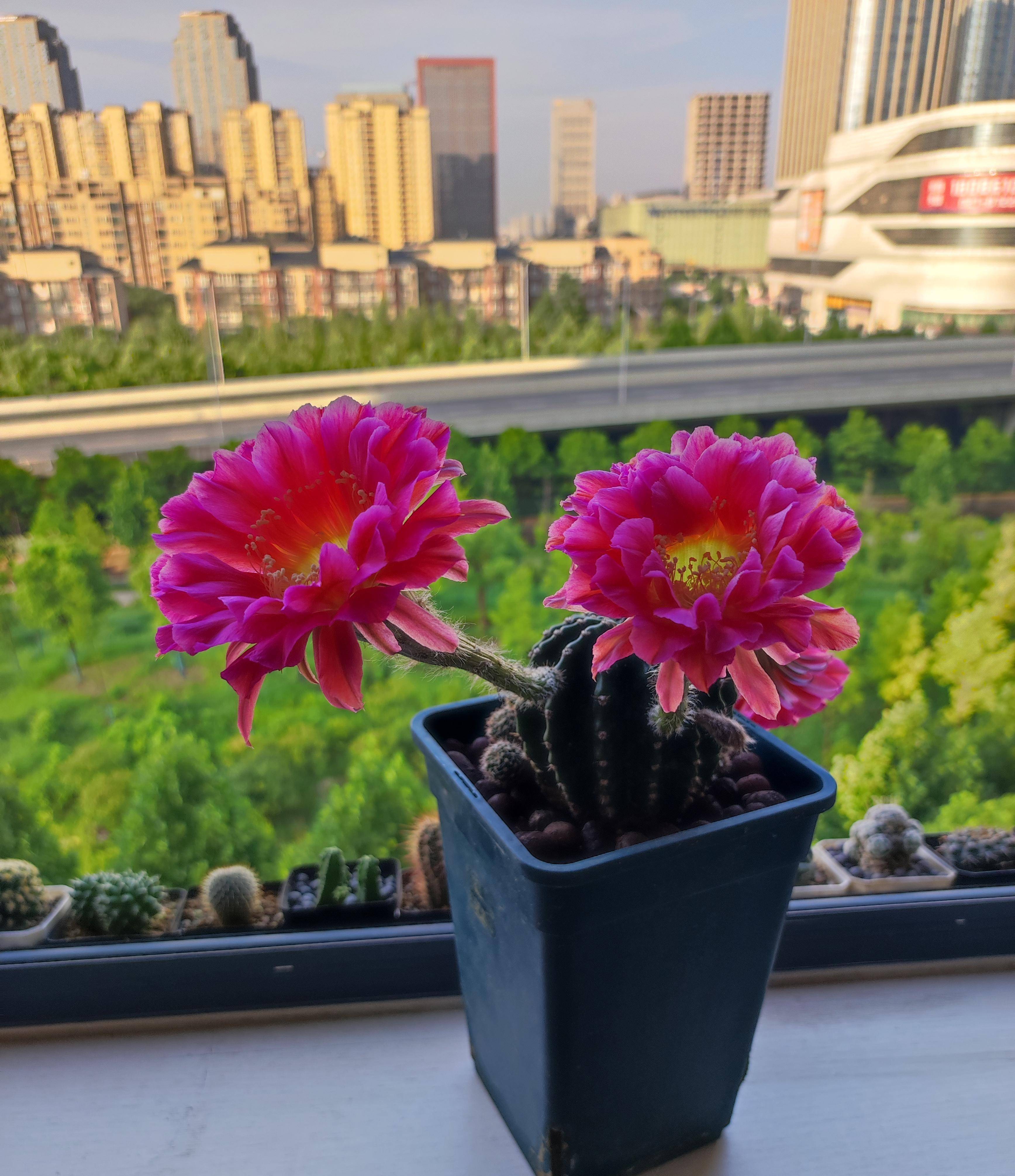 有种仙人球叫"浓桃筋",颜值高,爱开花,香味好闻,你值得拥有_品种_植物