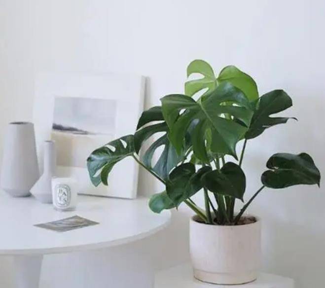 原创            适合家里养殖的绿植花卉盆栽，新手朋友快来选一选吧-适合家里养的盆花