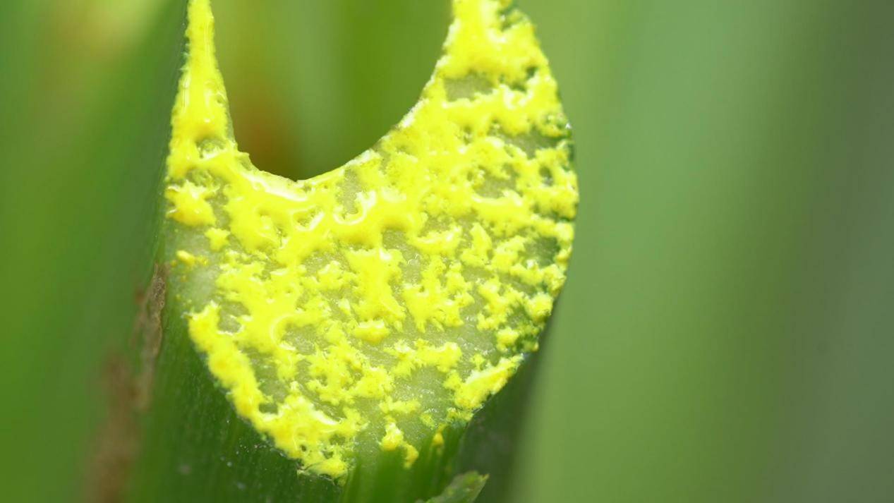 明日叶赋能一刻佳,拥抱大健康产业新蓝海_产品_综合_消费者