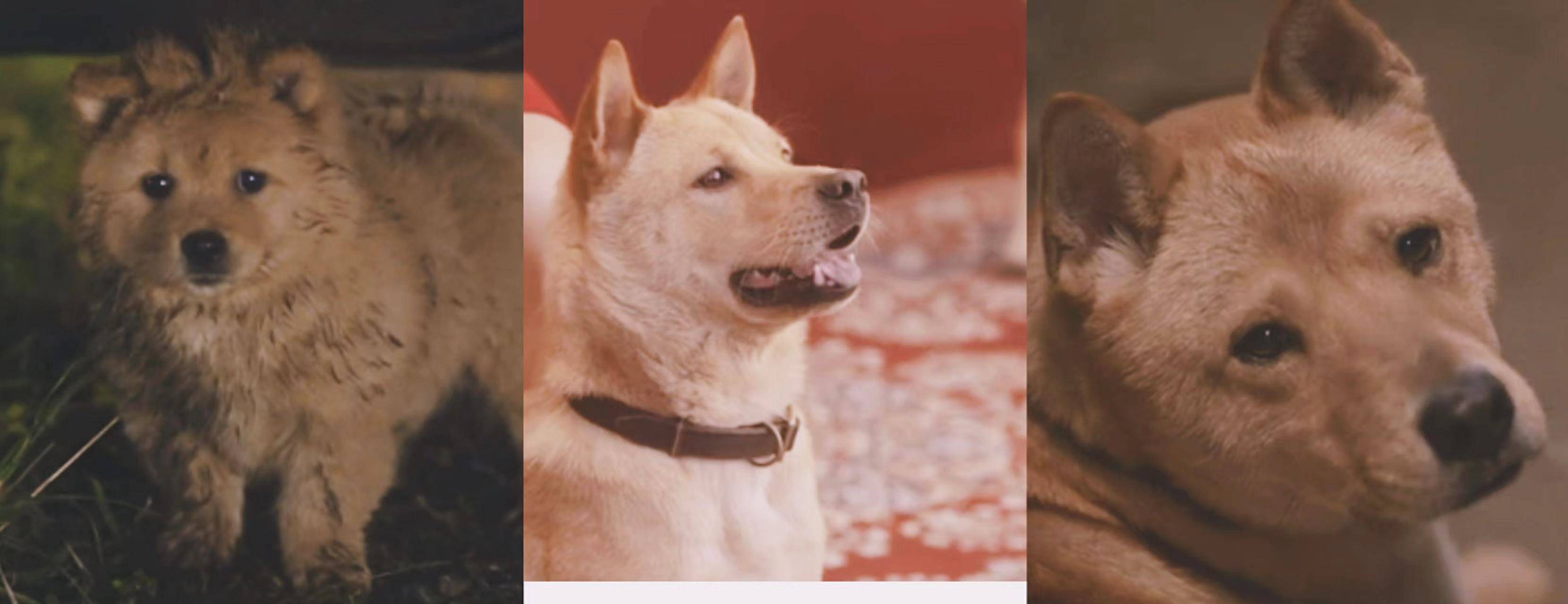 中华田园版《忠犬八公》哭惨观众,本土人狗情催泪上线_电影_小狗_故事