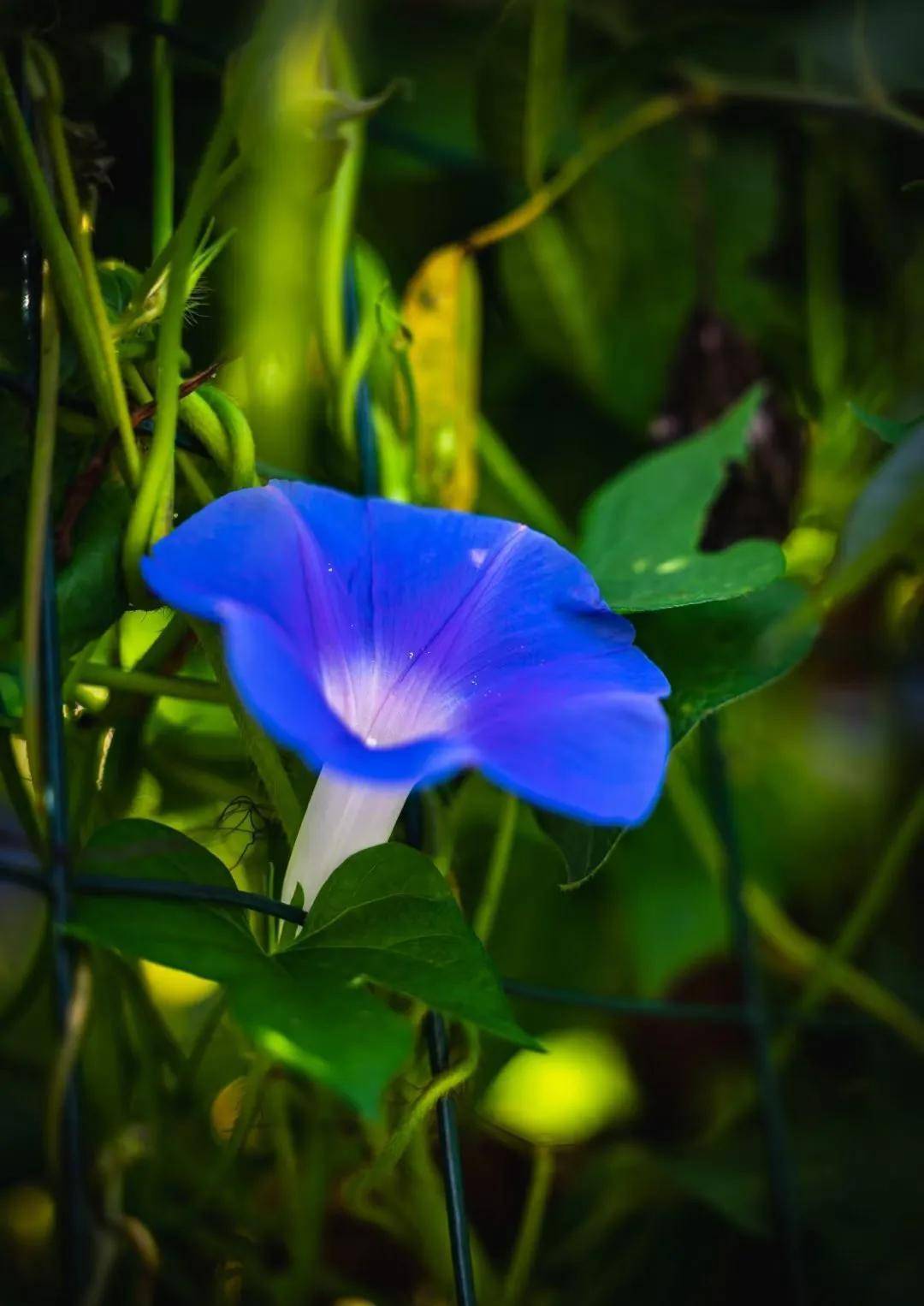 牵牛花的一世