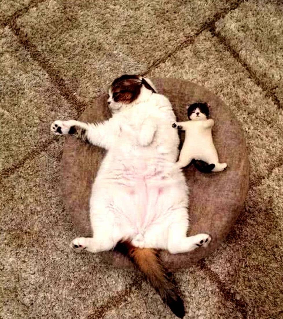 猫咪排队偷肉吃轮流放风,黑猫:快点吃该轮到我了! 猫咪排队偷肉吃轮流放风,黑猫:快点吃该轮到我了!