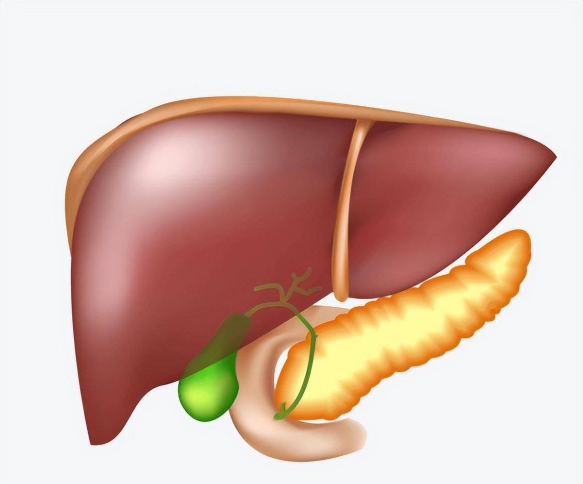 47岁小老板,5个月转氨酶降至正常,医生:这2种方法值得借鉴_肝脏_谭