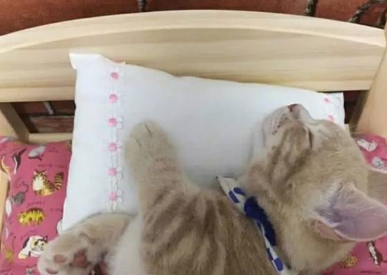 男子起床喂狗,发现猫咪躲在角落不敢动 男子起床喂狗,发现猫咪躲在角落不敢动