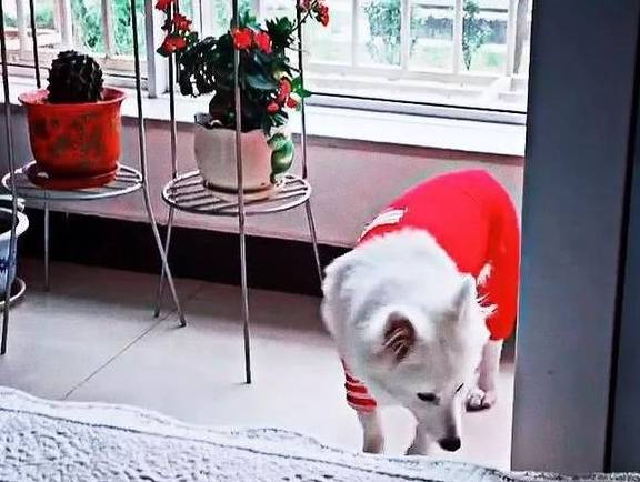 哈士奇一脚踏空掉水里,表情逗笑众人! 哈士奇一脚踏空掉水里,表情逗笑众人!