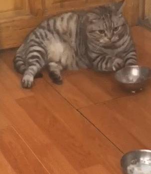 猫咪排队偷肉吃轮流放风,黑猫:快点吃该轮到我了! 猫咪排队偷肉吃轮流放风,黑猫:快点吃该轮到我了!
