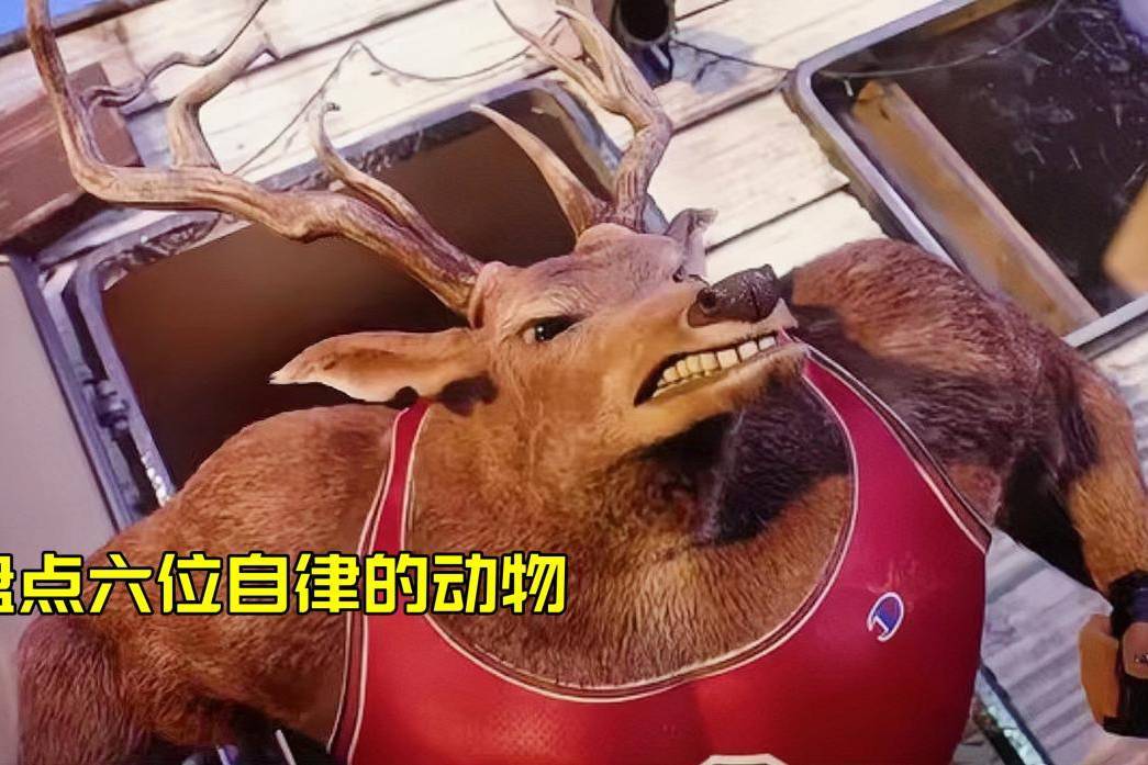 盘点这六位自律的动物,你觉得哪个更强?麋鹿成功逆袭猛男鹿