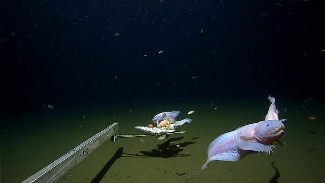 日本8336米深海惊现怪鱼！它究竟有多“独特”？真是核污水产物吗_手机搜狐网