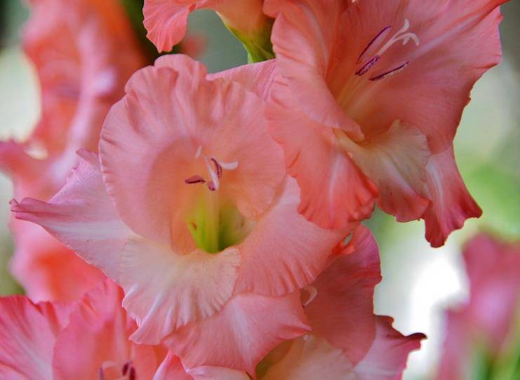 此花因其型而得名,酷似可挡煞辟邪得长剑,是节节高升的寓意象征_给予