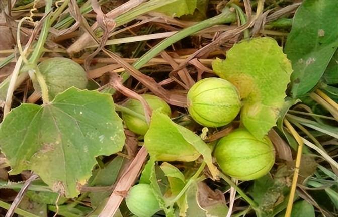 原产于非洲,后来在中国的各地区都有普遍生长野生植株或少有人工种植