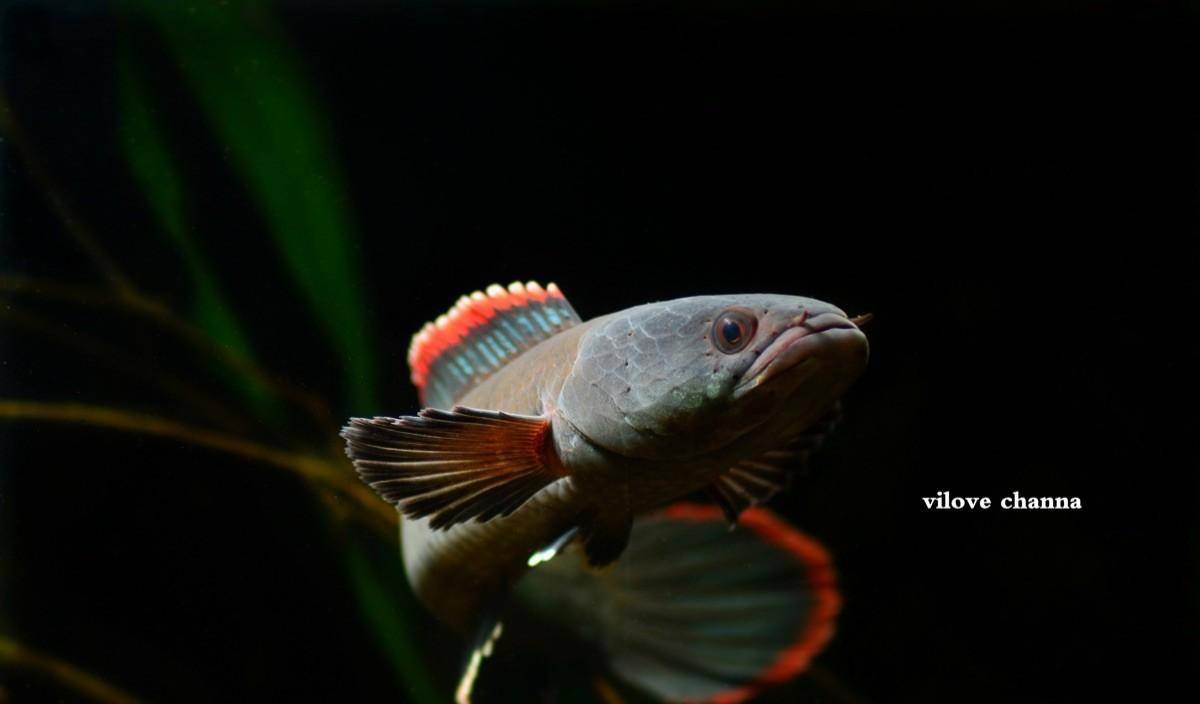 小编查阅资料后,发现雷龙鱼的价格划分也是比较大的,一般情况下,都是